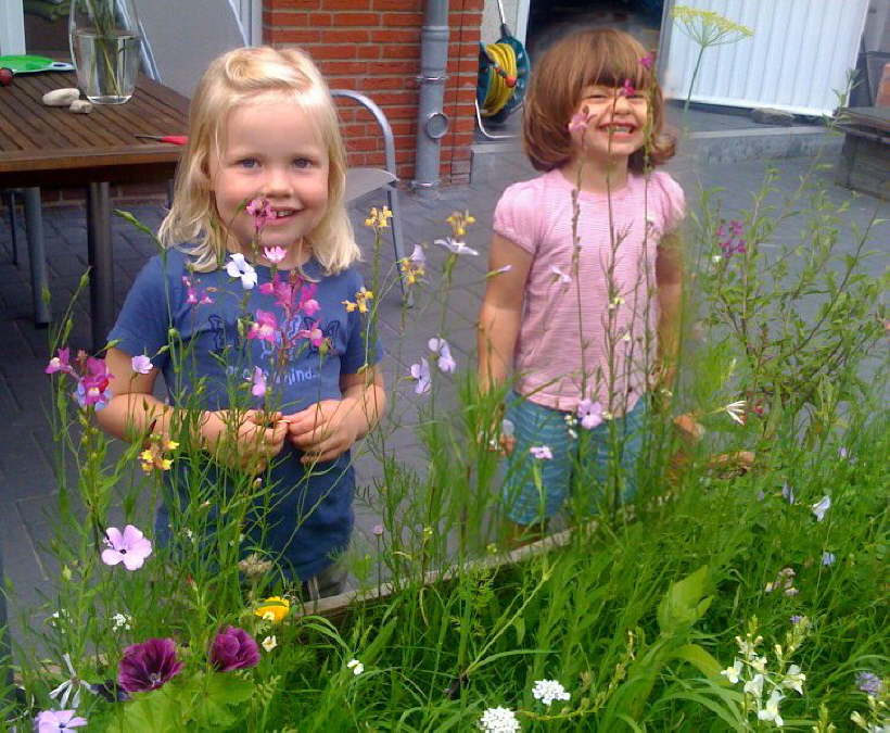 Blumenwiese McPomm in kaddernberch